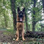 Scott 🐕 - @scott.berge.allemand - Instagram