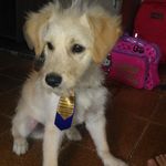 @scott_andrade - @scoot_andrade - Instagram