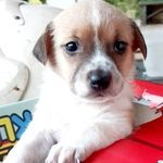 Scott Andrade avelar - @scott_wr - Instagram