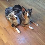 Scott Apple - @apple2910403 - Instagram