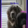 Scottie Arant - @bigbiscuitandhuney - TikTok