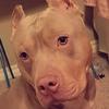 Scott Attard-Dewhirs - @scott725 - TikTok