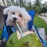 As Aventuras de Scott - @as_aventuras_scott - Instagram