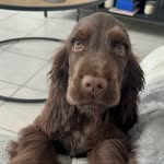 Scott 🤎🐶 - @les_aventures_de_scott_ - Instagram