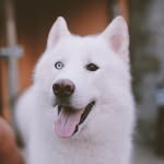 Scott, O Urso Lobo - @scottaventureiro - Instagram
