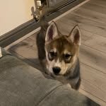 Dogs and puppies - @scott_baggers - Instagram