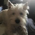 Scottie_de_banfield - @scottie_de_banfield - Instagram