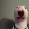 Suckthesenuggets445 - @scottbarnick - TikTok