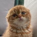 Chucho Bartolo Garza Villanueva - @chucho_bartolo_scottishfold - Instagram