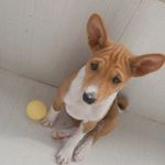 @basenji_scott - Instagram