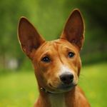 Scotty - @scotty_le_basenji - Instagram