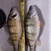Scott Bentz - @scott.bentz4 - TikTok