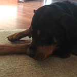 Brandy Dog - @bergesonscott - Instagram