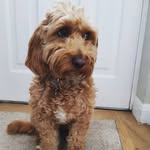 Sarah Bodley-Scott - @sarahbodleyscott - Instagram