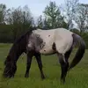 Scottie Bogue - @scottie.bogue - TikTok