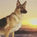 Aric Scott Boles - @aricsmokeycoco - Instagram