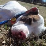 scott bolinger - @sukotto8____ - Instagram