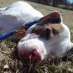 Scott Bolinger - @sukotto8 - Instagram