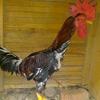 Scott bono 🐓🐓🐔🐣🐤🐥 - @gallosindios - TikTok