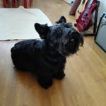 Bonzo - @bonzo_thescottie - Instagram