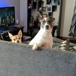 Scott W Boon - @cooperandsammyboon - Instagram