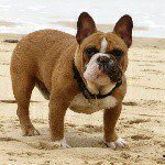 @scott_french_bouledogue - Instagram