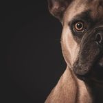 Scott - @scott_le_bouledogue - Instagram