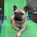 Willebien Herve - @scott.frenchbouledogue - Instagram