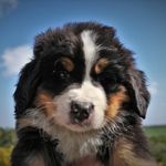 @scott_bouvierbernois - Instagram