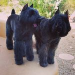 Scottsdale Bouviers (La Perla) - @scottsdalebouviers - Instagram