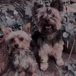@scott.bowie_ - Instagram