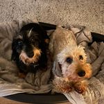 SCOTT AND BOWIE - @scottandbowie_tirouxdegrisant - Instagram