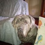 Scott Bowie - @scottbowie6 - Instagram
