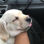Scott Bowie 🐾 - @labrascott - Instagram