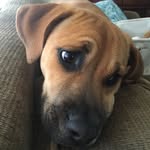 Piper 🐾 - @scottbranchpiper - Instagram