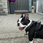 Scott - @scott_thebrindlebuddy - Instagram