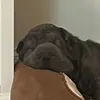 Scotty wsc - @scotty.brodsky - TikTok