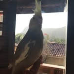 Scott 🐤 A Calopsita - @scott_calopsita - Instagram