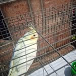 Scott 💞🦜 - @scott_calop - Instagram