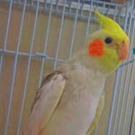 Scott 🐤 - @scottcalopsita - Instagram