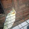 scott_calop - @scott_calop - TikTok