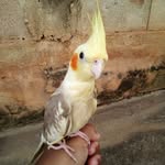 Scott-calopcita🐥 - @scottcalopcita - Instagram