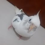 @scott_calopisita - Instagram