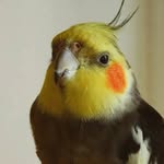 @scott_calopsitax_x - Instagram