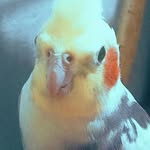 Scott - @scott_calopsita_ - Instagram