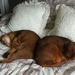 Rae Scott - @rae_scott_canter - Instagram
