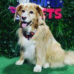 Scott Cárdenas - @thedog_scott - Instagram