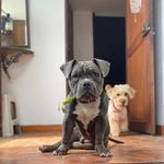 Scott Castillo - @scott.cv - Instagram
