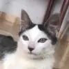Gatinho Scott - @scottcatt - TikTok