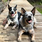 🥭Mango & Franklin🫐 - @scottcattlepups - Instagram